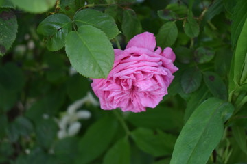 pink flower in the garden