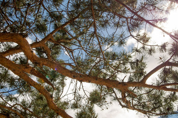Pine against the blue sky.
