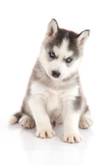 Obraz premium Blue eyes cute siberian husky sitting on white background isolated