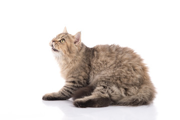 Cute persian cat looking up