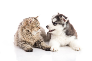 Cat and dog together lying on a white background,isolated