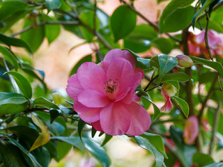 Camellia japonica - Camélia du Japon aux élégantes fleurs roses et feuillage décoratif