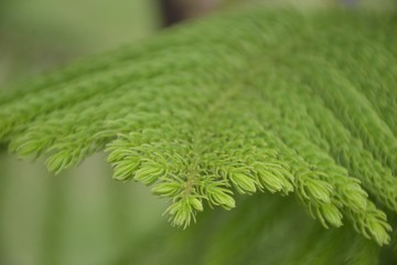 Close up green leafs of Norfolk island pine on dark background.