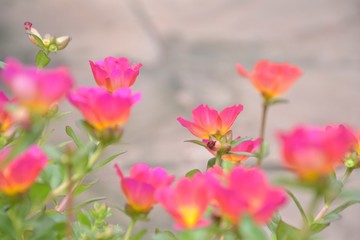 Close up beautiful pink Portulaca flowers with green field for nature background.