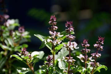 Sweet or Thai Basil flowers for cooking  food and Thai herb.