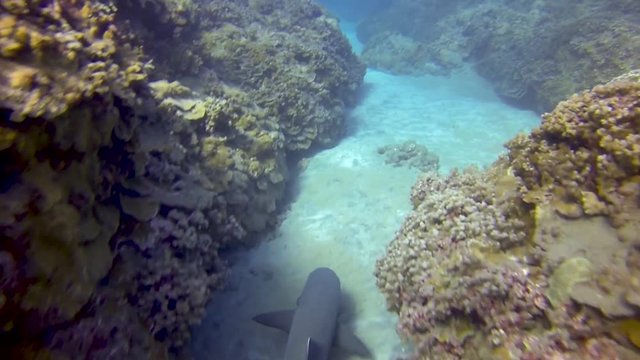 A herd of white tip reef sharks swim, rest, and explore the reef of the ocean in Maui, Hawaii, USA.