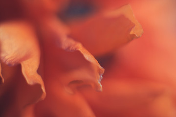 a red poppy closeup. poppy flower background