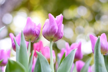 Colorful purple tulips and green leafs with light of sunshine at 75 Anniversary Flag and Lamp Park Chiang Rai.