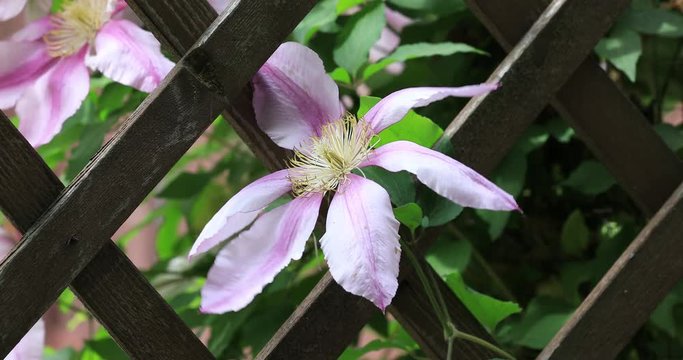beautiful white clematis at neighbours fence