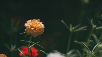 Common Purslane, Verdolaga, Pigweed, Little Hogweed ,Pusley
