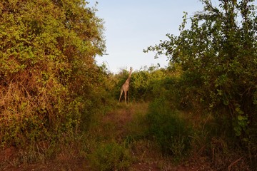 Giraffe in It's natural Habitat