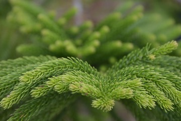 Close up green leafs of Norfolk island pine on dark background.