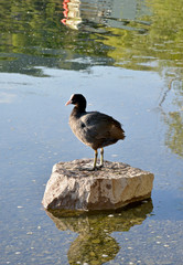 waterfowl in the lake