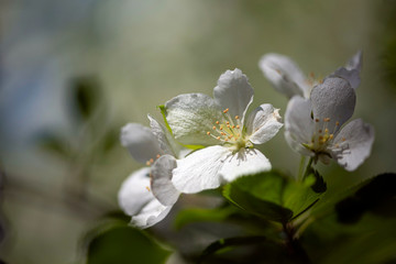 Apple blossoms