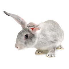 grey rabbit on a white background