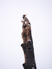 northern flicker bird on old tree