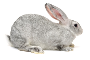 Obraz premium grey rabbit on a white background
