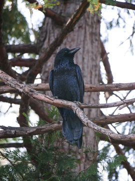 black crow bird in tree