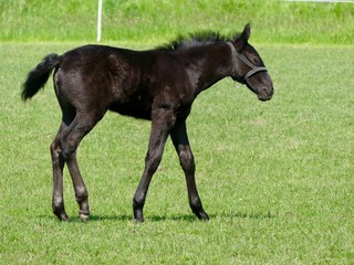 Fototapeta premium Foal on pasture of different positions