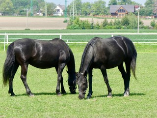 Two dark horses on pasture