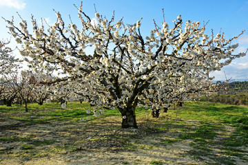 Fototapeta premium Cerisier en fleur