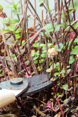 Gardener cutting pruning dead twigs from a garden mint plant,  using secateurs