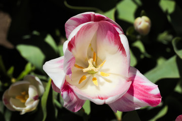 Obraz na płótnie Canvas beautiful tulip close up view nature background