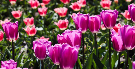 Beautiful bouquet of tulips nature background.