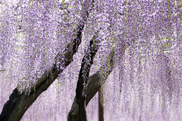 藤棚に咲く満開の藤の花