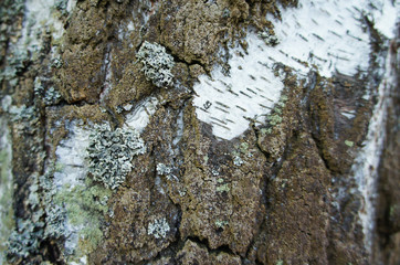 Bark of birch tree. Black-white birch bark close-up.