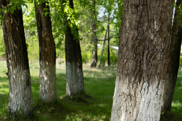 Whitewashed trees in park. White-washed tree trunks in a park on a summer sunny day.