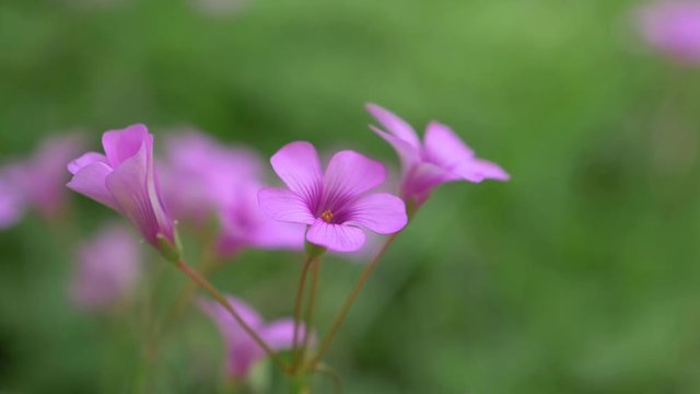Close up of purple flowers sways blown by a breeze. Selective focus on the violet bloom, shallow DOF.. Concept of nature. Concept springtime