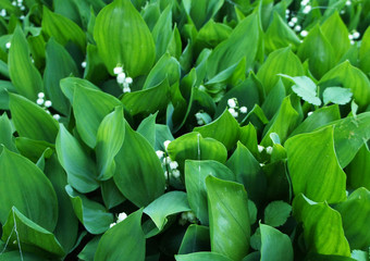 Obraz premium Green lilies of the valley with white flowers bells close-up.