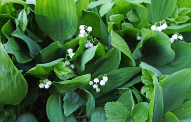 Obraz premium Green lilies of the valley with white flowers bells close-up.