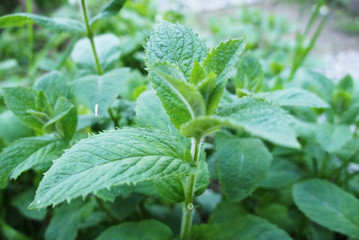 Green mint close up. The plant in the garden grows.