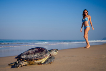 copyspase travel girl posing in a blue bikini swimsuit next to a big male turtle lifestyle vacation...