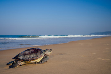 Sea turtles on the beach copyspase