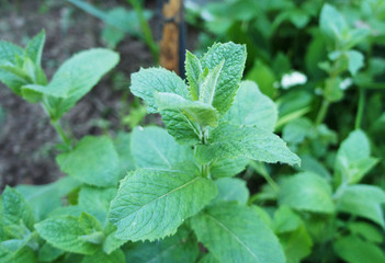 Green mint close up. The plant in the garden grows.