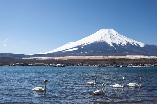 Mt.Fuji and white swan in winter at Lake Yamanaka, Yamanashi Prefecture