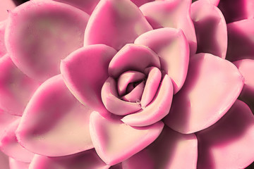Fototapeta na wymiar closeup beautiful pink flower of succulent cactus, echeveria