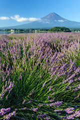 Fototapeta na wymiar Lavender fields along the lake of Kawaguchi and Mt.Fuji without snow covered in summer