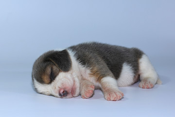 Silver tri color beagle puppy is sleeping and looking in first time 