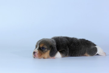 Naklejka premium Silver tri color beagle puppy is sleeping and looking in first time 