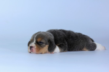 Silver tri color beagle puppy is sleeping and looking in first time 