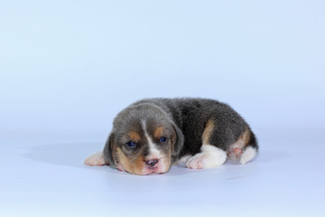 Silver tri color beagle puppy is sleeping and looking in first time 