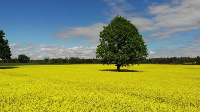 Yellow field of rape with a large oak in the middle drone fotage