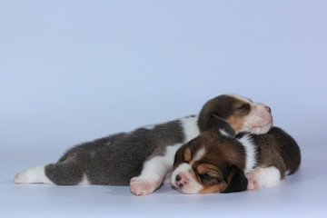 Silver tri color beagle puppy is sleeping and looking in first time 