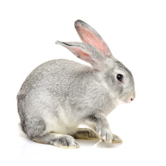 Fototapeta premium grey rabbit on a white background