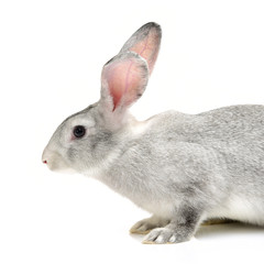 grey rabbit on a white background