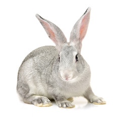 Obraz premium grey rabbit on a white background